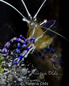 Cleaner Shrimp with eggs. Portrait.  1/250 sec  f/29 by Ximena Olds 